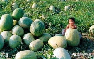 瓜田二吃瓜,揭秘网络热词背后的趣味与智慧