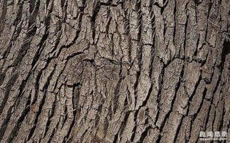 瓜菜代食吃树皮,瓜菜代食下的生存智慧