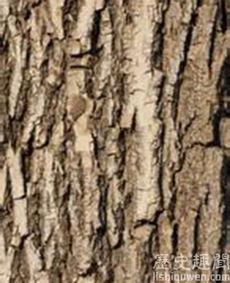 瓜菜代食吃树皮,瓜菜代食下的生存智慧