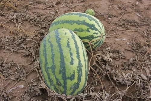 吃瓜小源,揭秘娱乐圈幕后故事