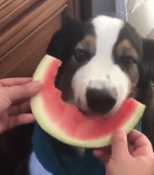 狗吃瓜的样子描写,狗狗大快朵颐的欢乐时光