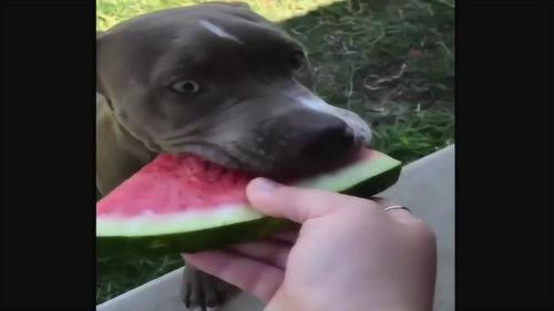 狗吃瓜的样子描写,狗狗大快朵颐的欢乐时光