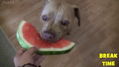 狗吃瓜的样子描写,狗狗大快朵颐的欢乐时光