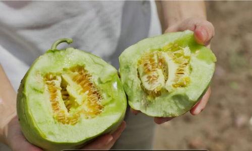 吃广东蜜瓜,夏日清新滋味之旅