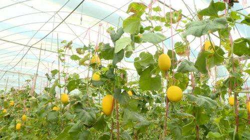 吃广东蜜瓜,夏日清新滋味之旅