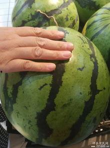 大瓜顿什么吃发热,探寻美食与健康的微妙平衡