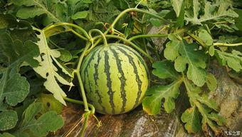 摘西瓜现场吃瓜视频