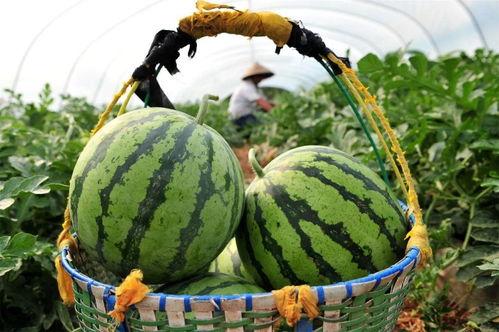 摘西瓜现场吃瓜视频