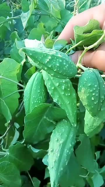 绞瓜瓢可以吃吗,美味还是禁忌？探究其可食用性