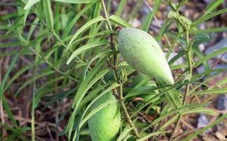 绞瓜瓢可以吃吗,美味还是禁忌？探究其可食用性