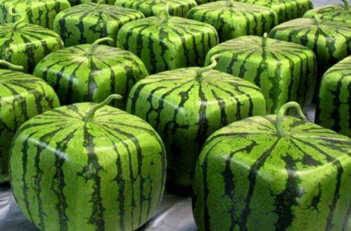 全网吃瓜最惨,揭秘那些被“瓜”淹没的幕后故事