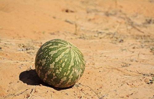 瓜不能随便吃,食之有道——揭秘瓜类食用禁忌