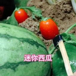 蓝奏吃瓜,揭秘娱乐圈背后的那些事儿