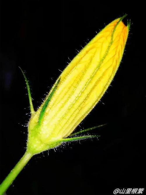 看花吃瓜,探寻美食与美景的完美邂逅