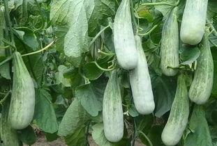 今日吃瓜每日吃瓜精品视频,揭秘热门视频背后的精彩故事