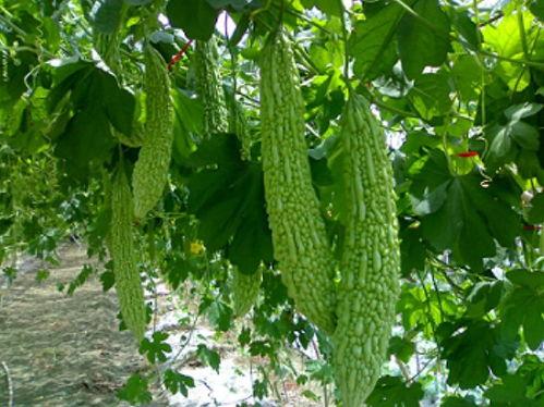 三越子吃瓜,揭秘娱乐圈背后的秘密