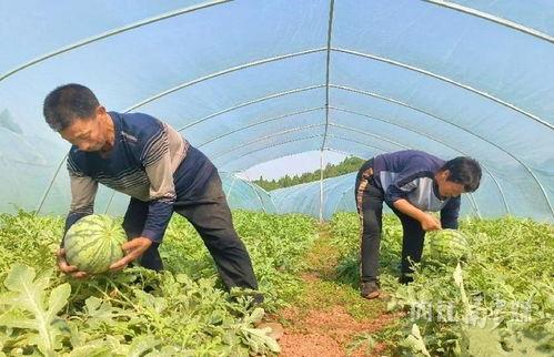东兴吃瓜视频,揭秘网络热点背后的真相与笑料