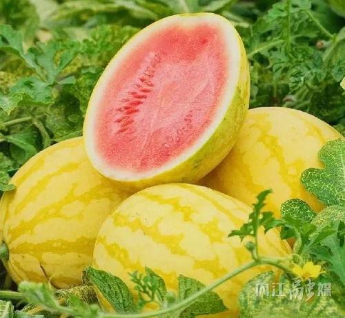 东兴吃瓜视频,揭秘网络热点背后的真相与笑料