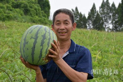 东兴吃瓜视频,揭秘网络热点背后的真相与笑料