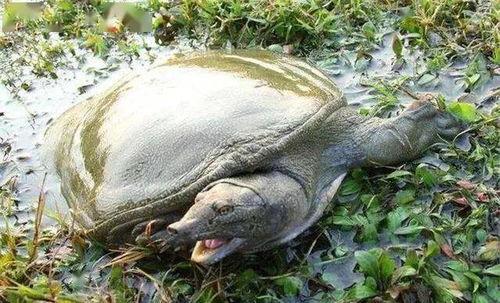 甲鱼会吃瓜吗,揭秘甲鱼是否会吃瓜