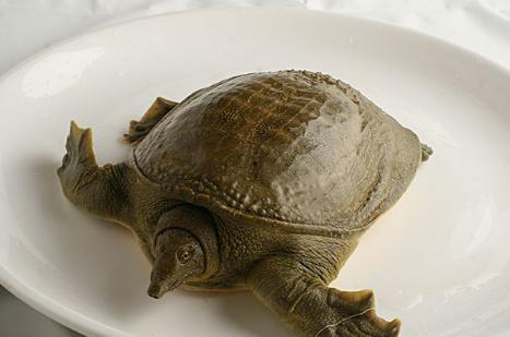 甲鱼会吃瓜吗,揭秘甲鱼是否会吃瓜