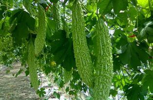 三脸吃瓜,揭秘娱乐圈背后的八卦风云