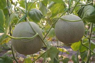 网纹瓜什么时间吃,网纹瓜最佳食用时间揭秘