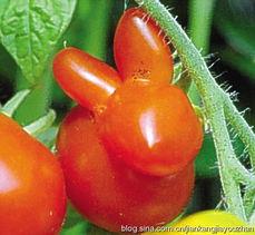 瓜和红枣可以吃吗,健康美味两不误