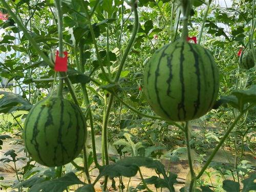 武汉如梦吃瓜,一场吃瓜盛宴背后的城市故事