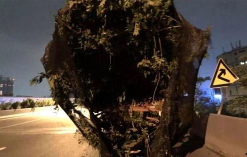 深圳南山吃瓜事故,一场意外引发的公共安全反思