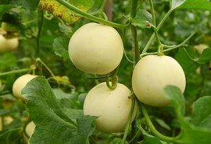 言画堂吃瓜,揭秘娱乐圈的“吃瓜”风云