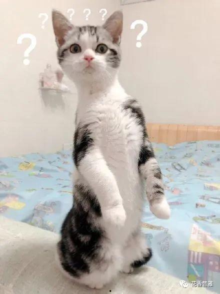 猫少爷吃瓜,猫少爷的瓜田奇遇记