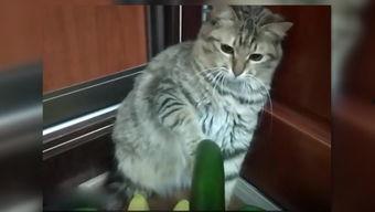 猫少爷吃瓜,猫少爷的瓜田奇遇记