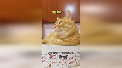 猫少爷吃瓜,猫少爷的瓜田奇遇记