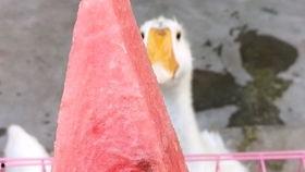 日常吃瓜的瓜娃子,揭秘吃瓜群众的欢乐生活