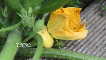 日常吃瓜的瓜娃子,揭秘吃瓜群众的欢乐生活