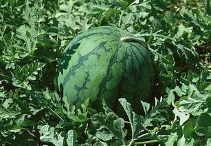 沧海吃瓜一黔首