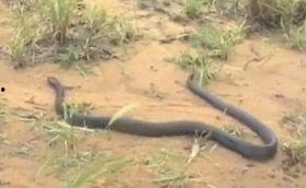 吃瓜的小蛇,吃瓜小蛇的趣味生活揭秘