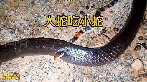 吃瓜的小蛇,吃瓜小蛇的趣味生活揭秘