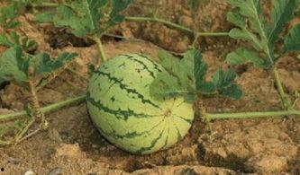 吃西瓜杀瓜,一场关于生存与毁灭的生死较量