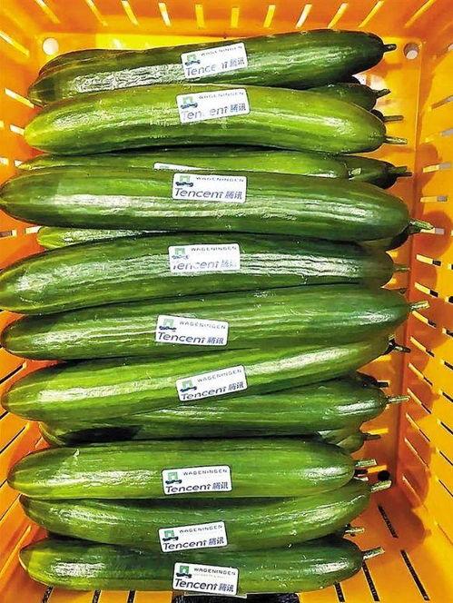 小瓜如何晒干吃,传统美味新体验