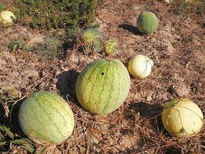 果农吃瓜,瓜田里的欢乐时光