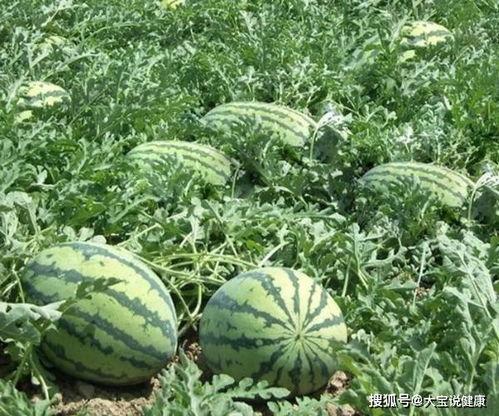 果农吃瓜,瓜田里的欢乐时光