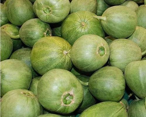 果农吃瓜,瓜田里的欢乐时光