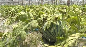 苍南人民吃瓜,探寻苍南人民独特的“吃瓜”文化