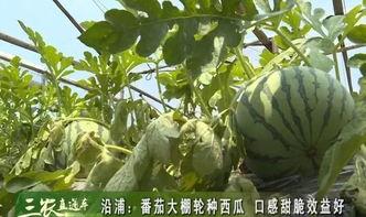 苍南人民吃瓜,探寻苍南人民独特的“吃瓜”文化