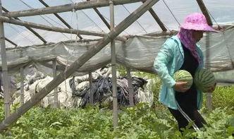 苍南人民吃瓜,探寻苍南人民独特的“吃瓜”文化