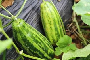 梦见到瓜园吃瓜好不好,吃瓜的吉兆解析