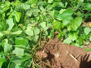 吃瓜土瓜,揭秘瓜类美食的趣味之旅