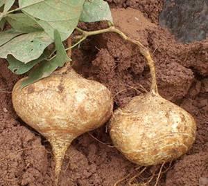 吃瓜土瓜,揭秘瓜类美食的趣味之旅